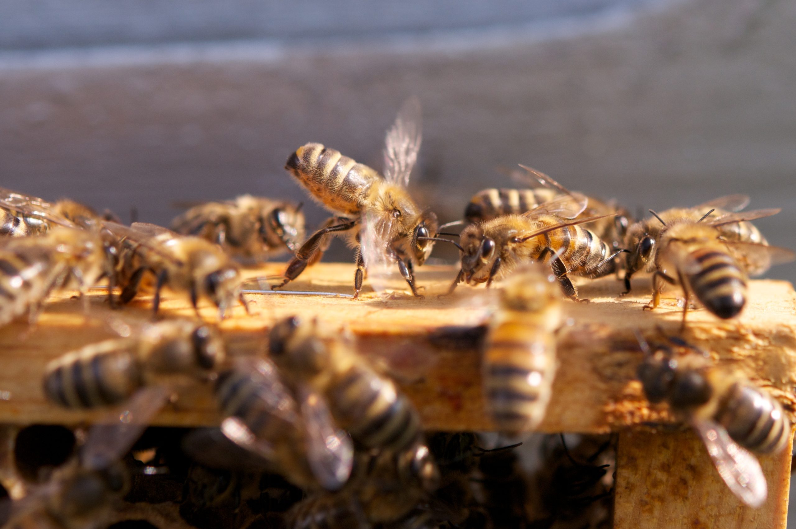 apiculture tiers lieu